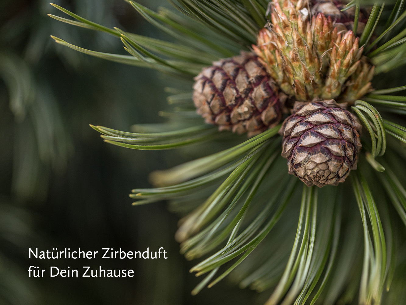 Zirben Kugel Set mit Edelsteinstab ~ Blume des Lebens